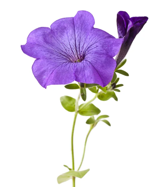 Paarse bloemen petunia — Stockfoto