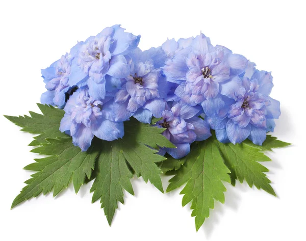 Blå delphinium blomma — Stockfoto