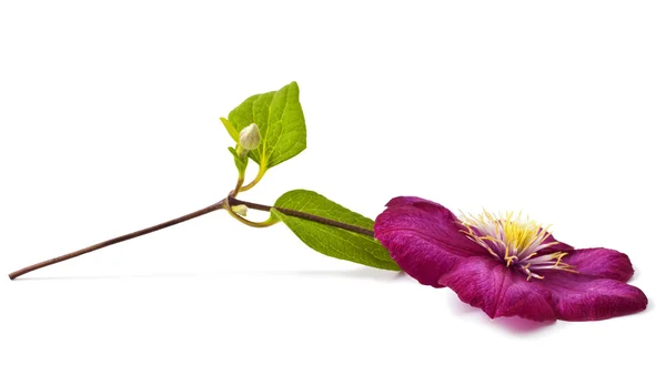 Růžový clematis květina — Stock fotografie