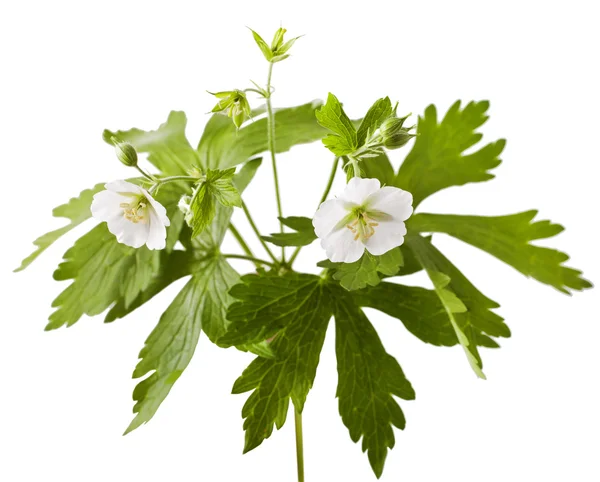 Witte geranium bloem — Stockfoto