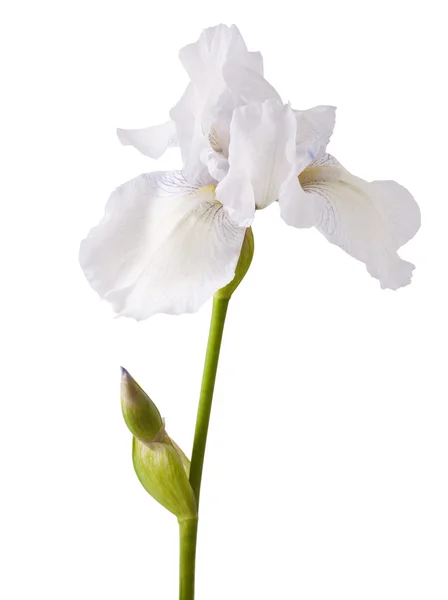 Fiore di iride bianca Immagini Stock Royalty Free