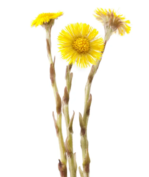 Flores de coltsfoot — Foto de Stock