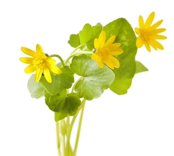 Primeras flores de primavera - Marsh Marigold — Foto de Stock