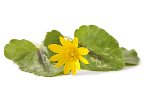 İlk bahar çiçekleri - Marsh kadife çiçeği