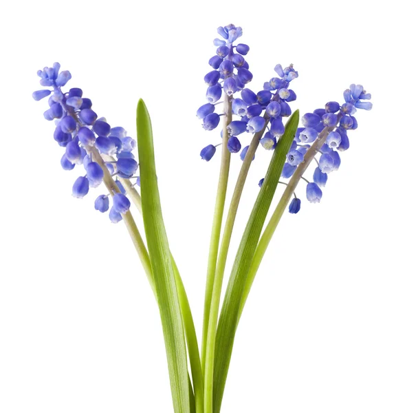 Fiori freschi di giacinto d'uva muscari — Foto Stock