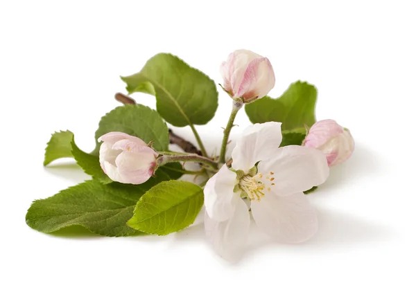 Rama de manzanas con flores — Foto de Stock