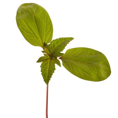 Castor bitkinin fidan 