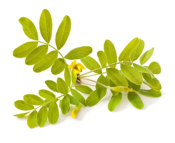 Euforbia cyparissias em branco — Fotografia de Stock