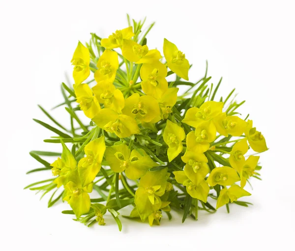 화이트에 장 cyparissias — 스톡 사진