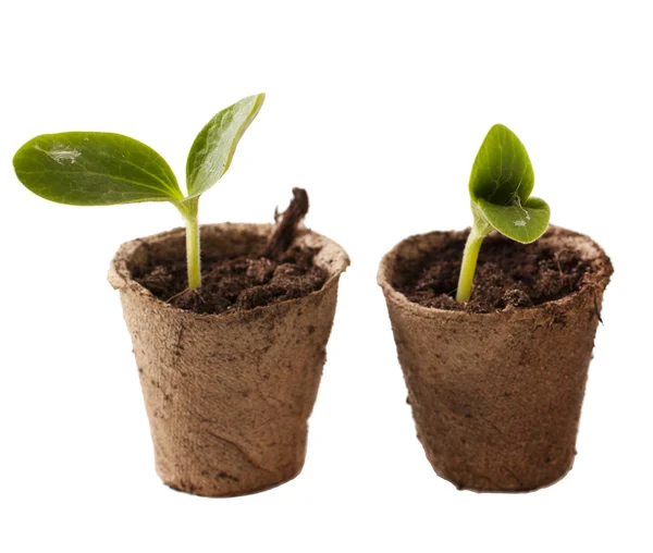 Young seedling in peat pots — Stock Photo, Image