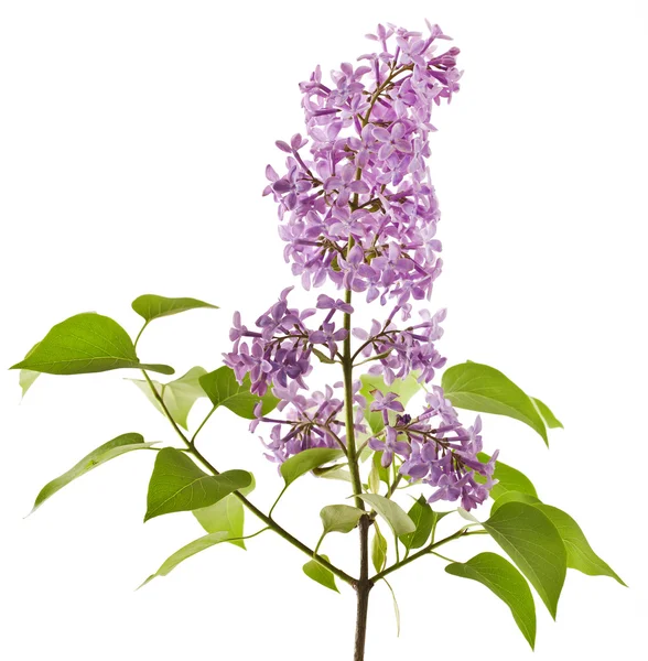 Lilac flower on white — Stock Photo, Image