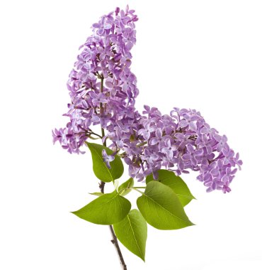 Leylak çiçeği beyaz arka plan üzerinde izole. (Syringa vulgaris)