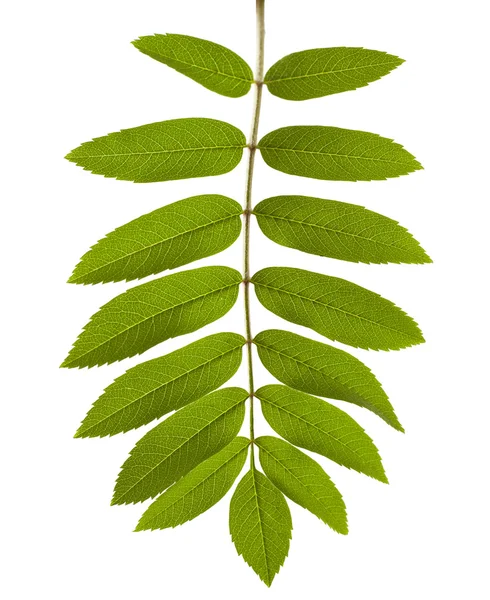 Hoja de rowan verde — Foto de Stock