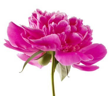 Pembe şakayık çiçeği 