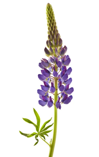 Lupine flor em branco — Fotografia de Stock