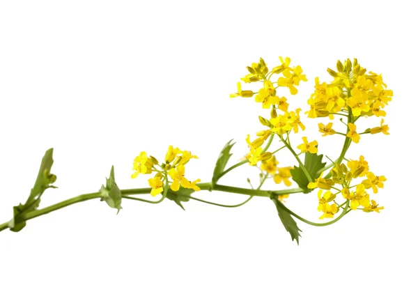 Kvetoucí Barbarea vulgaris nebo žlutá raketa rostlina — Stock fotografie