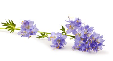 Jacob's Ladder veya Yunan kediotu  
