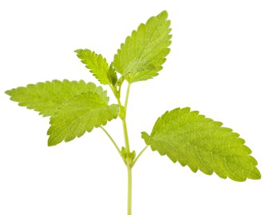 Limon melissa, nane yaprakları 