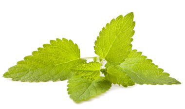 Limon melissa, nane yaprakları 