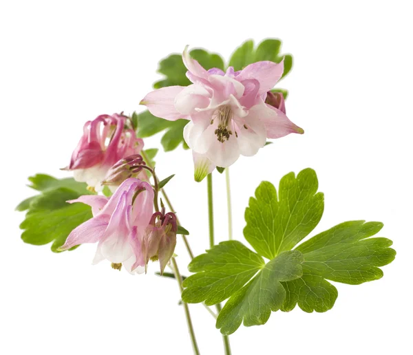 Aquilegia vulgaris květ — Stock fotografie