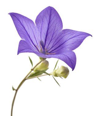 Beyaz mavi bellflowers