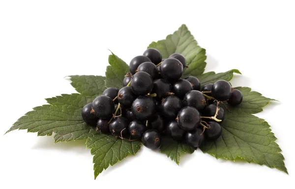 Ribes nero fresco su bianco — Foto Stock