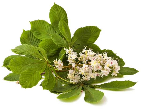 Flores de castaño de Indias y hojas sobre un blanco — Foto de Stock