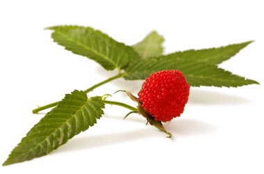 Rubus illecebrosus beyaz 