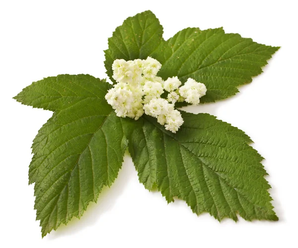 Meadowsweet fiori su bianco — Foto Stock