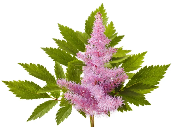 Rosa Astilbe flor em branco — Fotografia de Stock