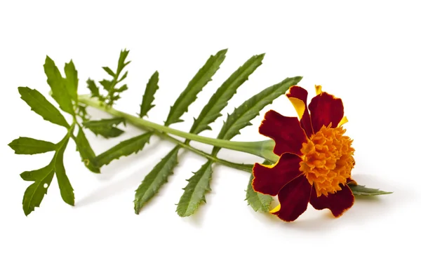 Fiore giallo-rosso di calendula su bianco . — Foto Stock