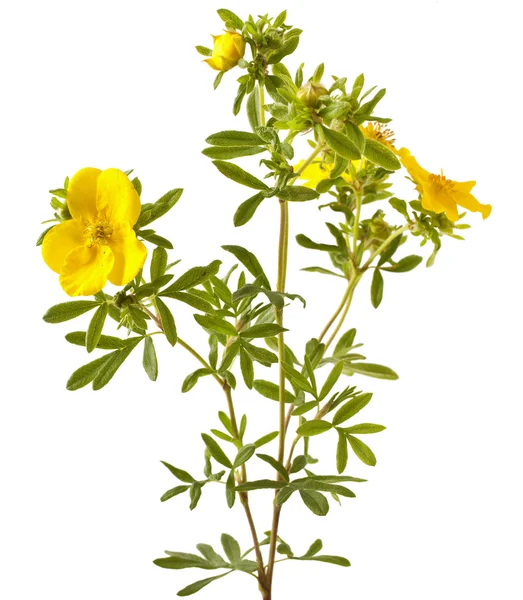 Shrubby Cinquefoil blooming on white — Stock Photo, Image