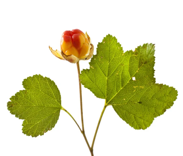Cloudberry with leaves on white — Stock Photo, Image
