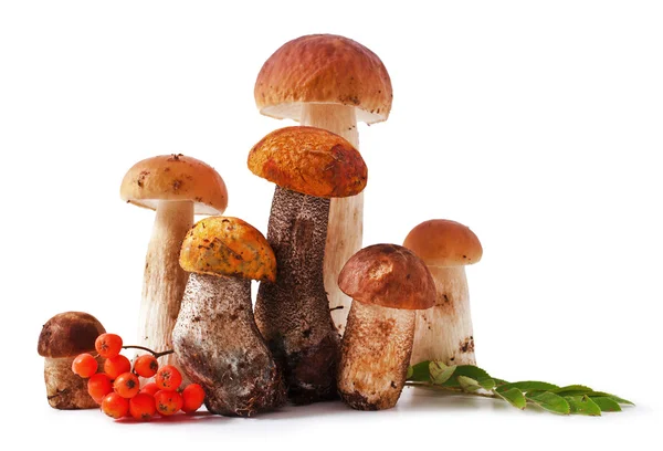 Funghi — Foto Stock