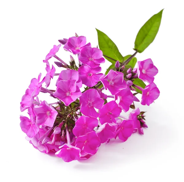 Phlox. — Fotografia de Stock