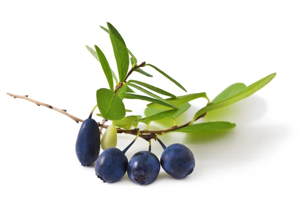 Bataklık bilberry — Stok fotoğraf