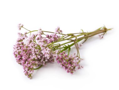 Valerian.