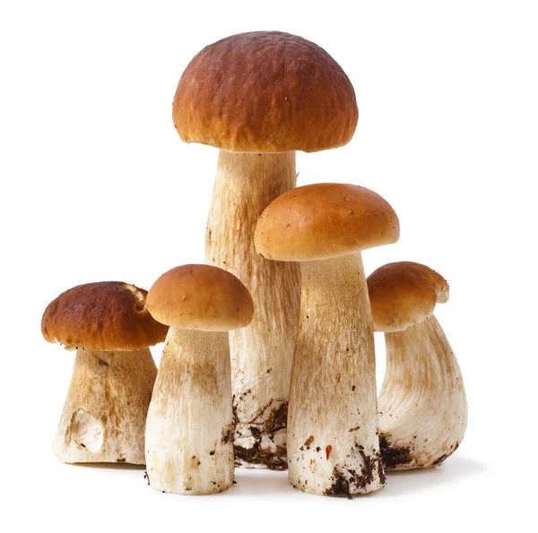 Boletus — Foto de Stock