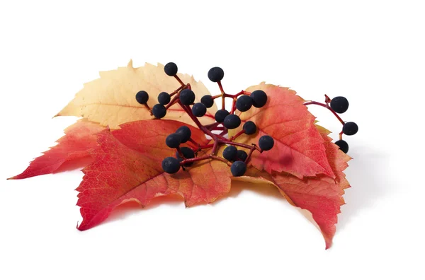 Parthenocissus — Stock Photo, Image