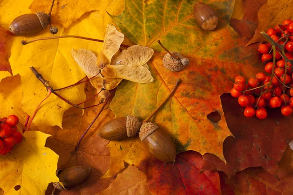 Hintergrund Herbst — Stockfoto