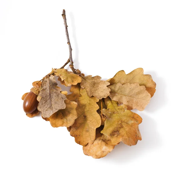 Folhas de outono de carvalho — Fotografia de Stock