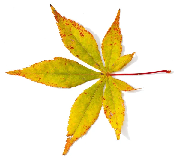 Japanese maple tree leaf — Stock Photo, Image