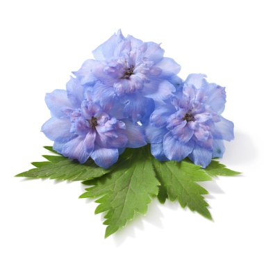 Mavi delphinium