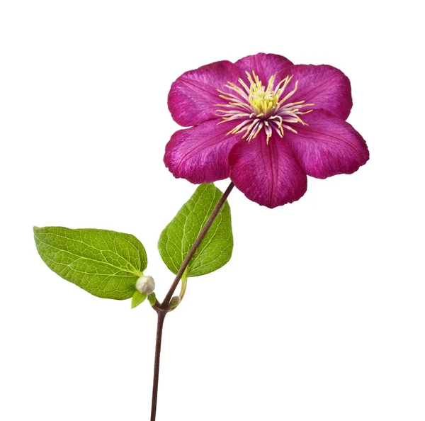 Clematis. — Foto de Stock