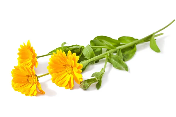 Calendula — Stockfoto