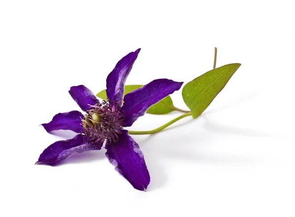 Clematis. — Fotografia de Stock