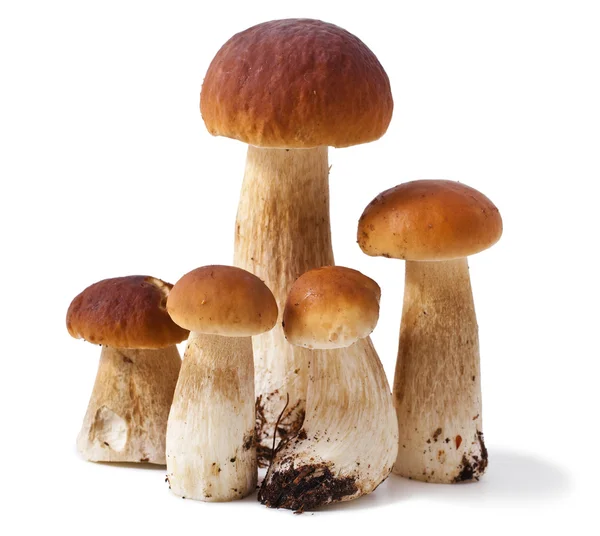 Boletus hongo —  Fotos de Stock