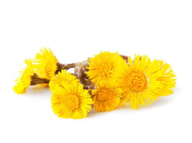 Coltsfoot clipart