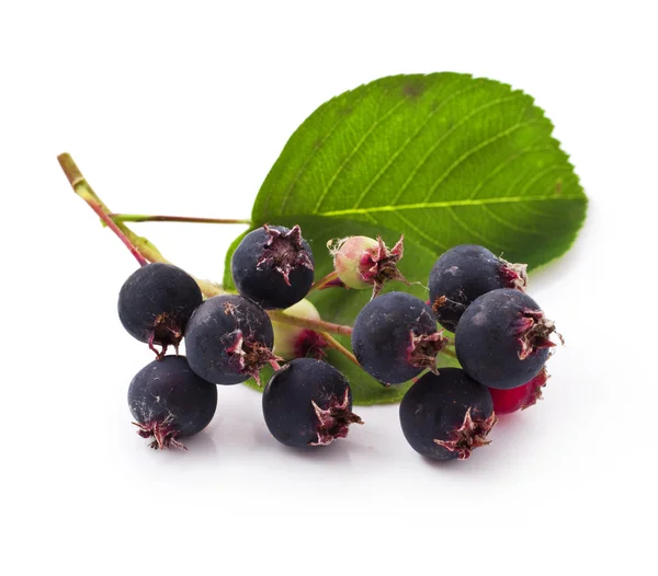 Chokeberry — 스톡 사진