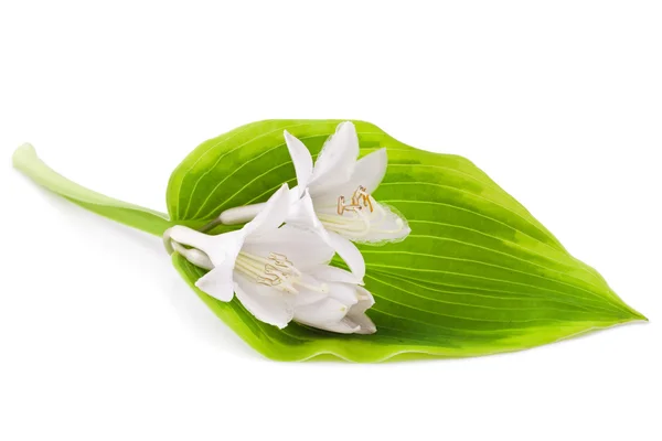 Hosta — Stockfoto